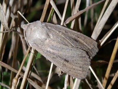 Fabula zollikoferi