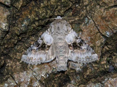 Hecatera bicolorata