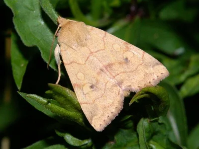 Enargia paleacea