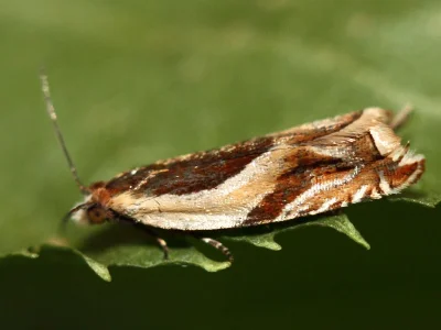 Ancylis paludana