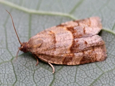 Choristoneura diversana