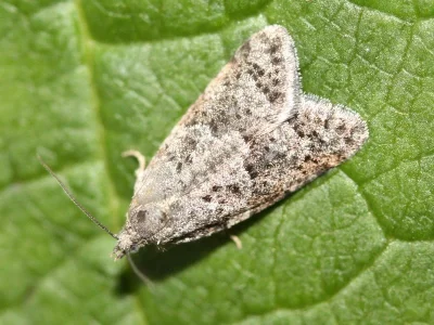 Cnephasia (Cnephasia) asseclana