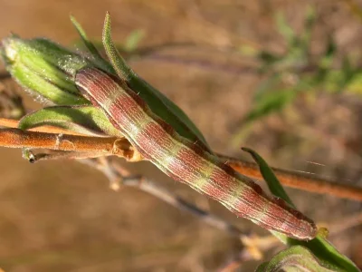 Heliothis (H.) viriplaca