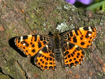 Araschnia levana