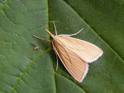 Sclerocona acutellus