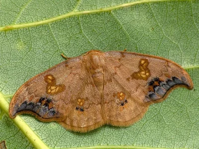 Sabra harpagula