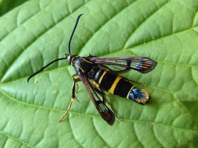 Synanthedon loranthi