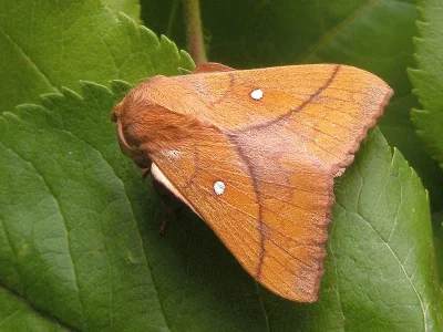 Odonestis pruni