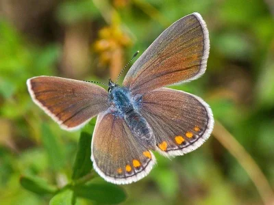 Kretania sephirus