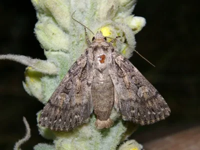 Dichagyris (Yigoga) forcipula