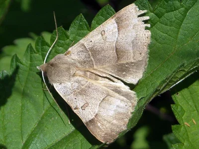 Minucia lunaris