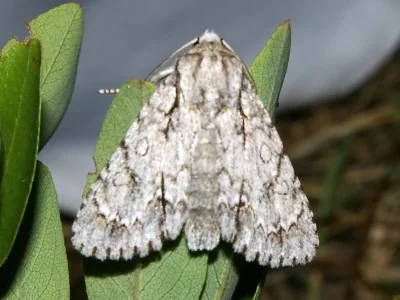 Acronicta (Acronicta) aceris