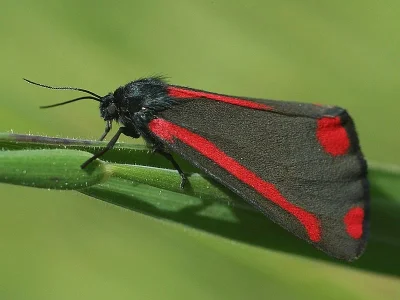 Tyria jacobaeae
