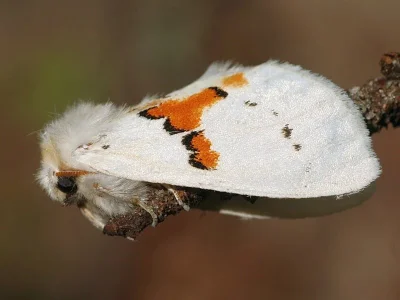 Leucodonta bicoloria