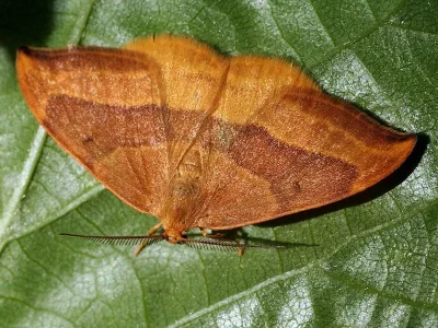 Watsonalla cultraria