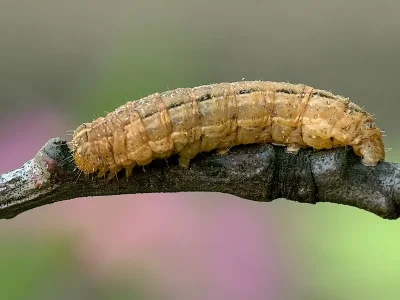 Xestia (X.) xanthographa