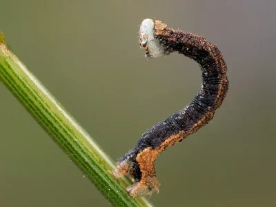 Idaea straminata