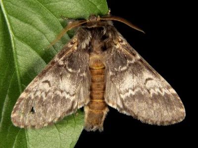 Drymonia ruficornis