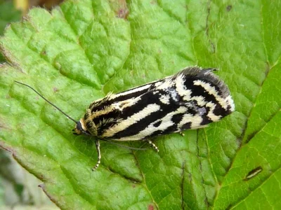 Acontia (Emmelia) trabealis