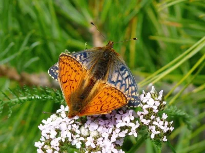 Boloria (Boloria) napaea