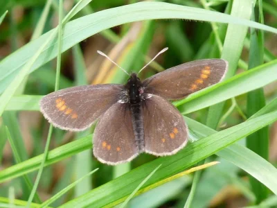 Erebia pharte