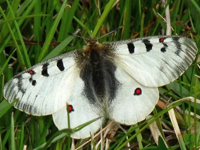 Parnassius (Parnassius) phoebus