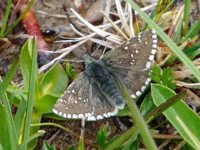 Pyrgus cacaliae