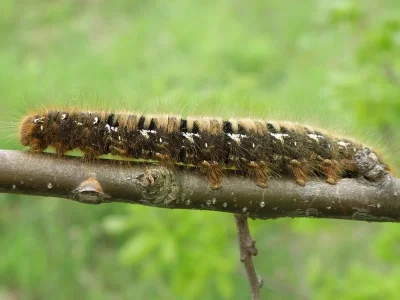 Lasiocampa (Lasiocampa) quercus