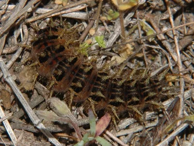 Argynnis (Pandoriana) pandora