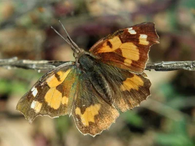 Libythea celtis