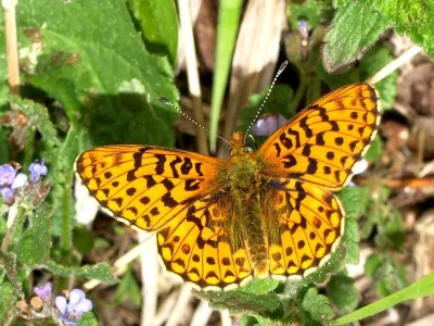 Boloria (Clossiana) euphrosyne