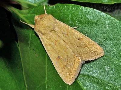 Mythimna (Mythimna) vitellina