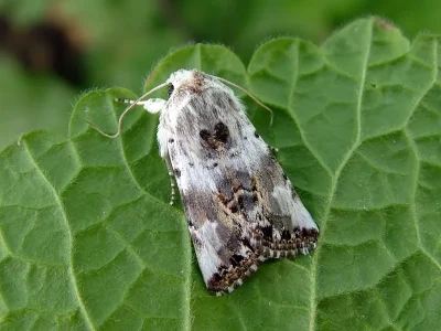 Calophasia opalina