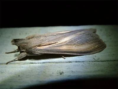 Cucullia biornata