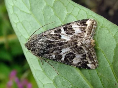 Protoschinia scutosa