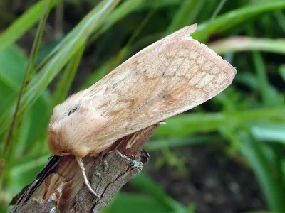 Mythimna (Mythimna) vitellina