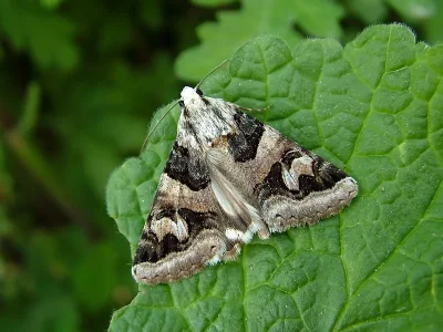 Drasteria cailino
