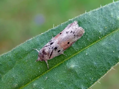 Nycteola revayana