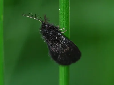 Epichnopterix plumella