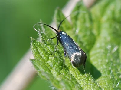 Adela reaumurella