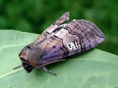 Tethea ocularis