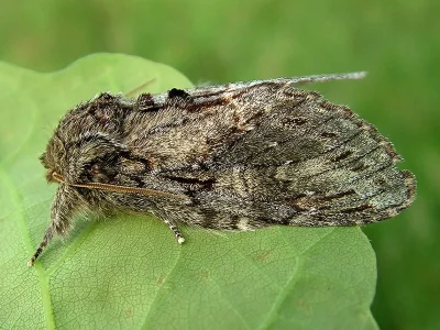 Peridea anceps