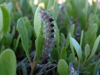 Orgyia (Clethrogyna) dubia