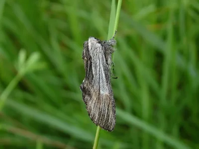 Harpyia milhauseri