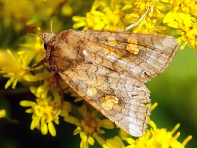 Amphipoea oculea
