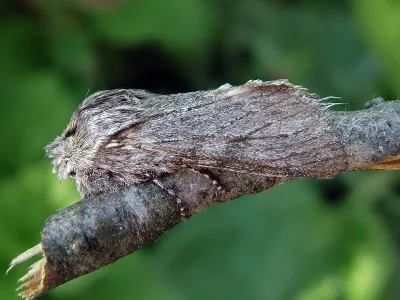 Dicranura ulmi