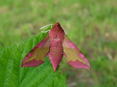 Deilephila porcellus