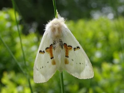 Leucodonta bicoloria