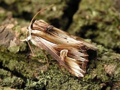Actinotia polyodon