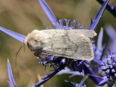 Dichagyris (Dichagyris) constanti